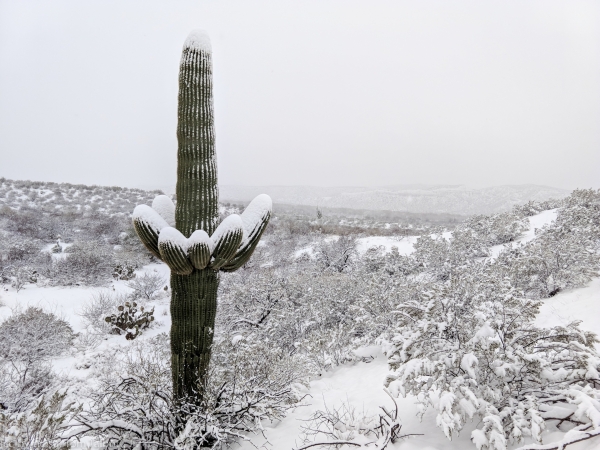 Winter (Tom Talbott, Jr)