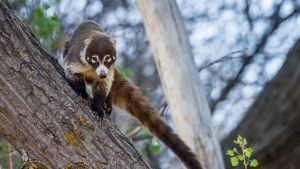 Tom Talbott, Jr. Tom Talbott, Jr.