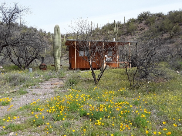 Spring (Susan Tollefson)