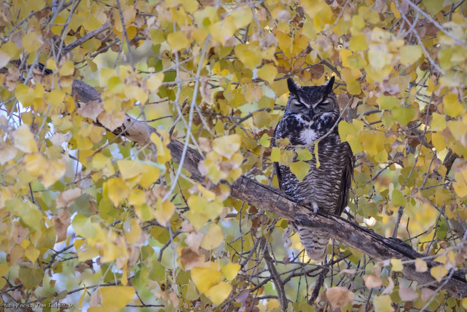 Fall (Tom Talbott, Jr.)