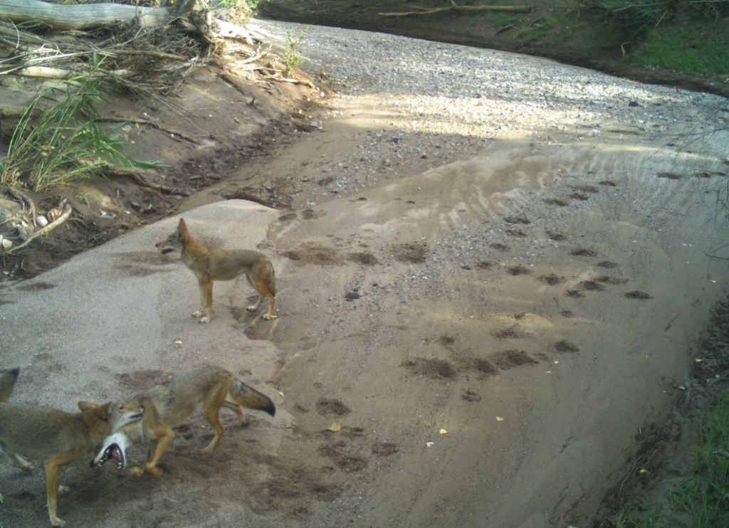 Coyote (Canis latrans)