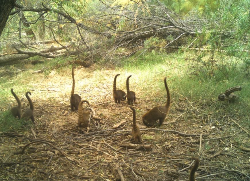 Coatimundi (Nasua narica)