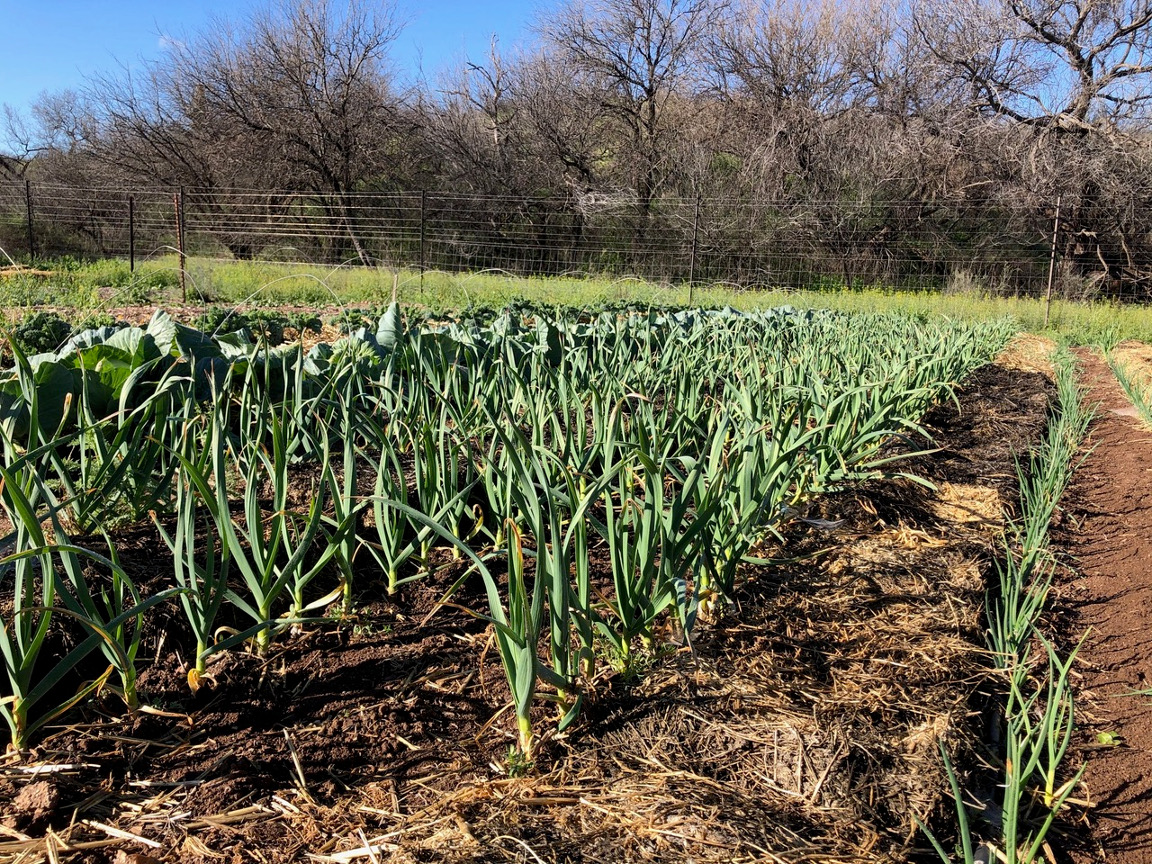 Cascabel Community Garden