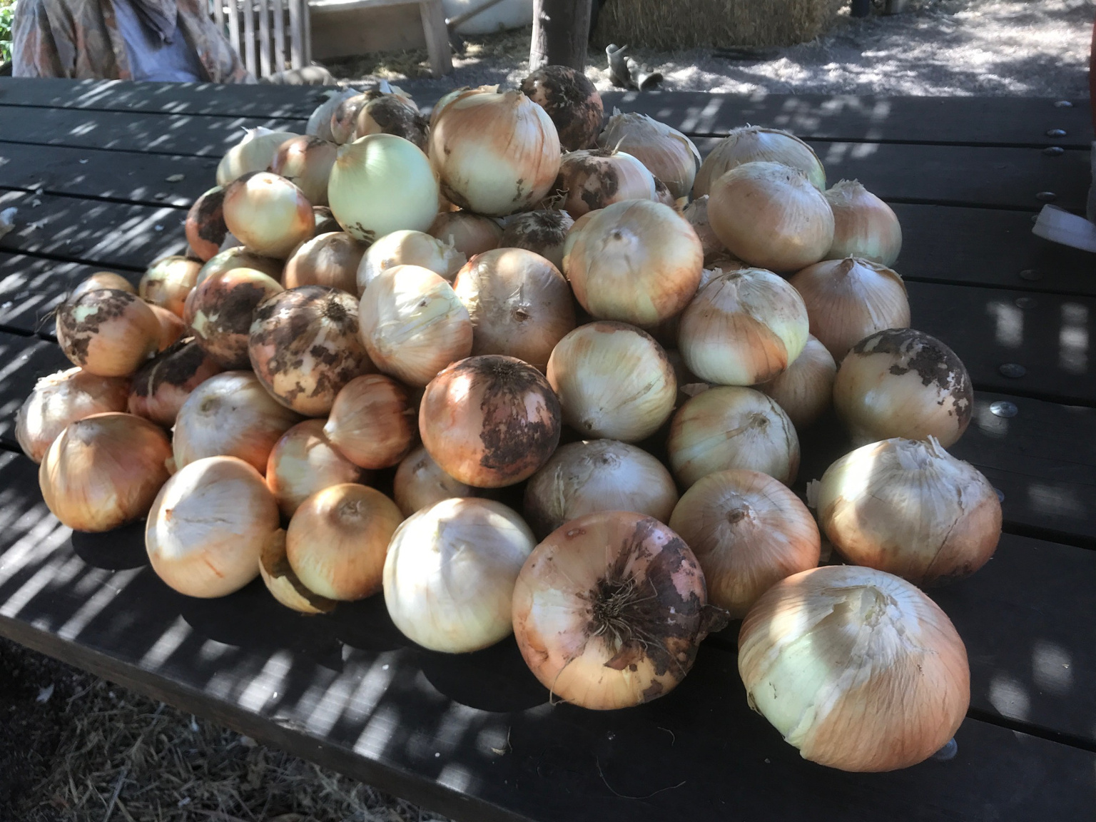 Cascabel Community Garden